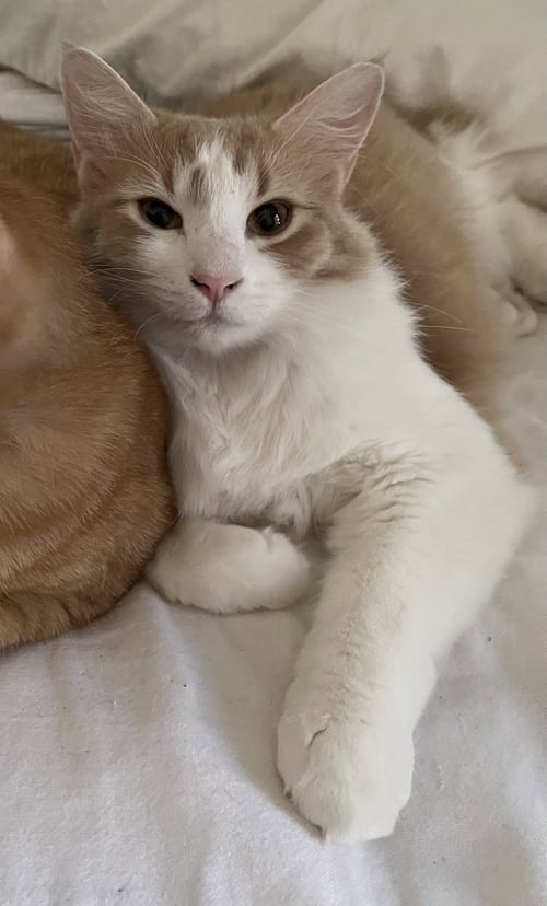 GELATO - Domestic Medium Hair / Tabby for adoption in Fort Worth
