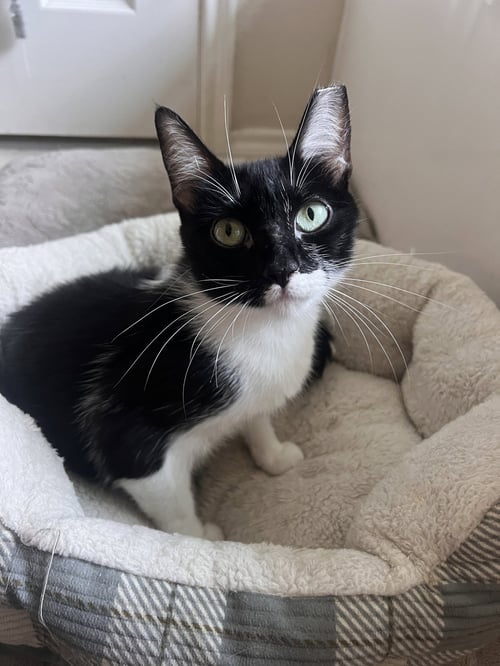 DAISY - Domestic Short Hair available for adoption