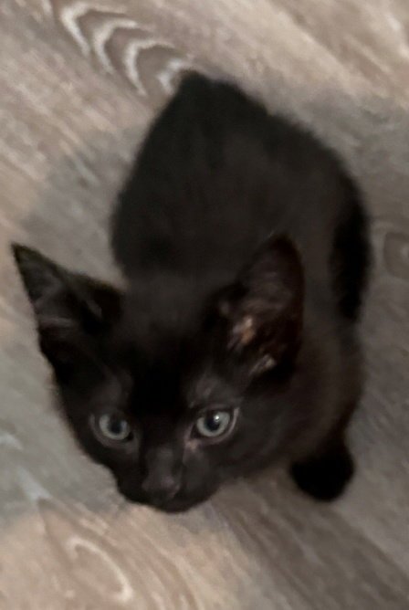 MIKE 26-0057 - Domestic Medium Hair / American Shorthair for adoption in Garland