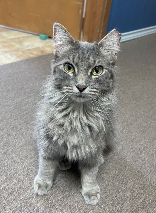ARIANA 26-0100 - Domestic Medium Hair / American Shorthair for adoption in Richardson