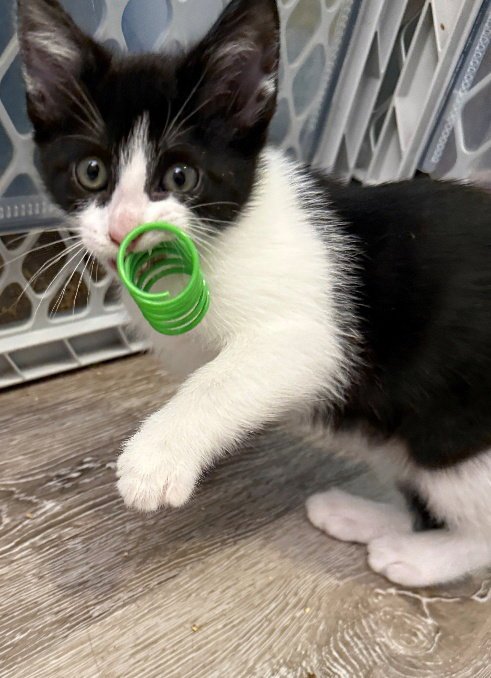 ELLE 26-0058 - Domestic Medium Hair / American Shorthair for adoption in Garland