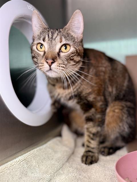 BUTTERCUP - Domestic Short Hair available for adoption