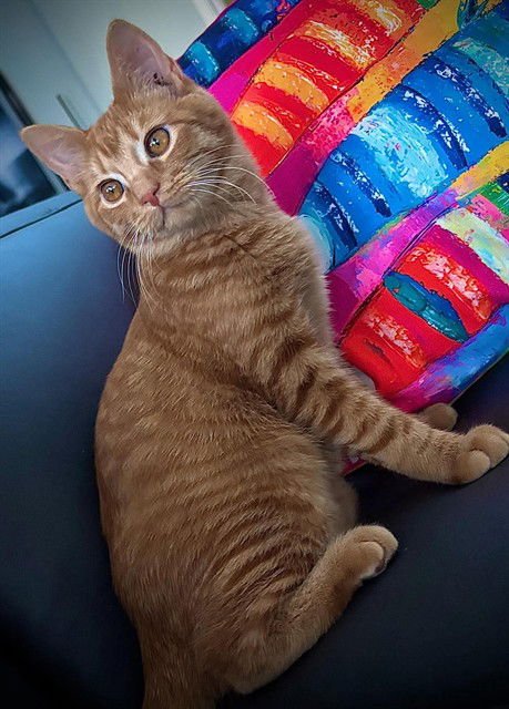 CIDER - Domestic Short Hair available for adoption