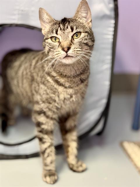 KUVIRA - Domestic Short Hair available for adoption