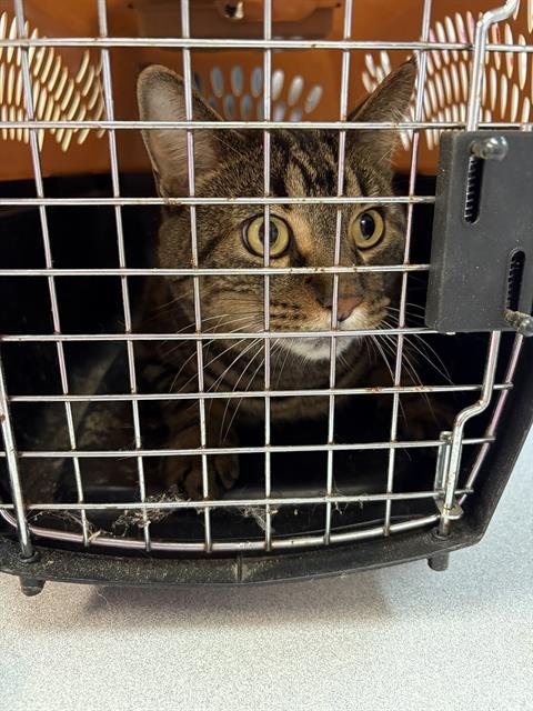 THEO - Domestic Short Hair available for adoption