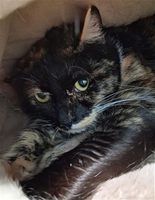 PATCHES - Domestic Short Hair available for adoption