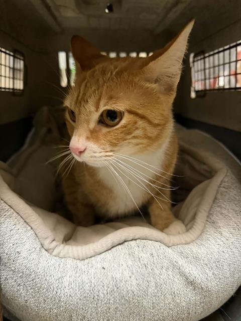 TOAST MALONE - Domestic Short Hair available for adoption