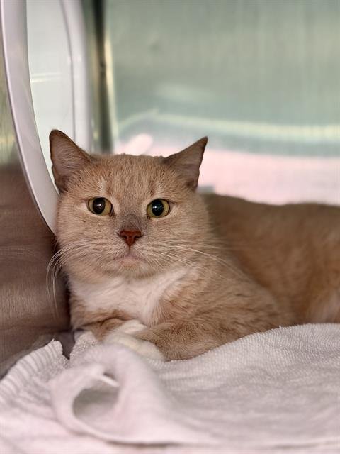 CALLIOPE - Domestic Short Hair available for adoption