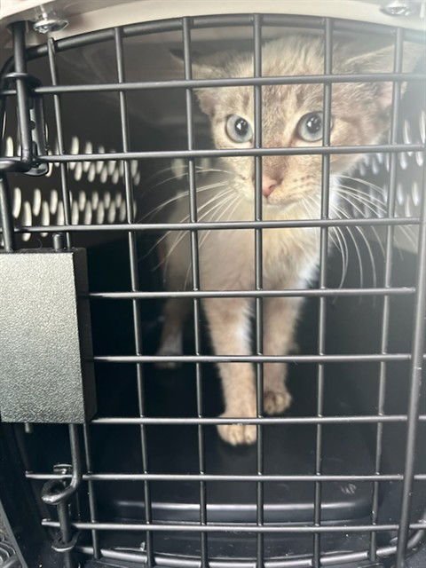 CRACKERS - Domestic Short Hair available for adoption