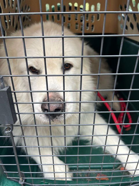 HARLEY - Great Pyrenees available for adoption