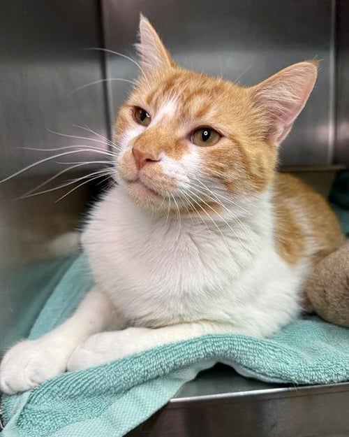 SIR CHEDDAR BOB