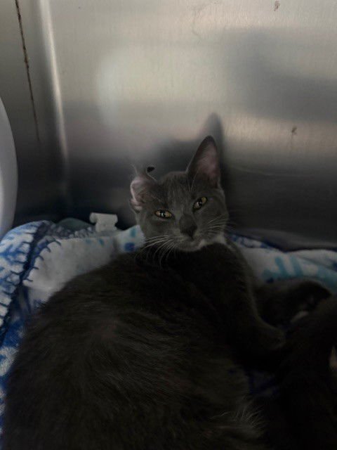 BREEZE - Domestic Short Hair available for adoption