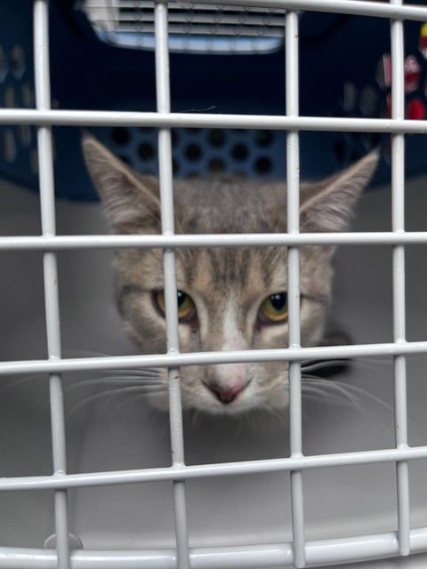 BRONX - Domestic Short Hair available for adoption