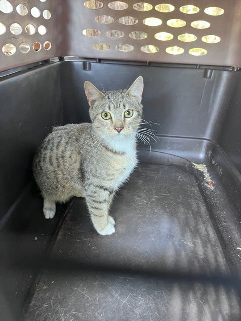 MUNCHIES - Domestic Short Hair available for adoption