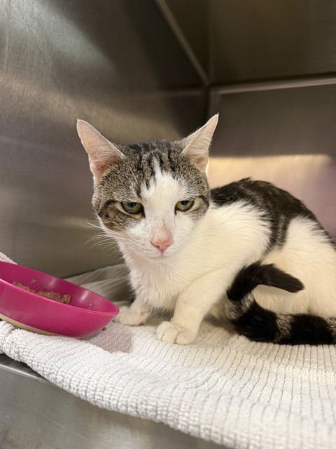 CASTAS - Domestic Short Hair available for adoption