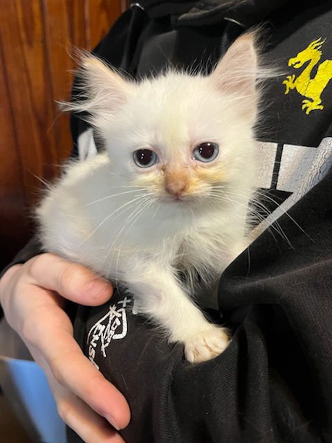 TUBBY - Domestic Medium Hair available for adoption