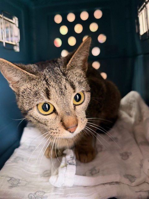 PRINCESS PEANUT - Domestic Short Hair available for adoption