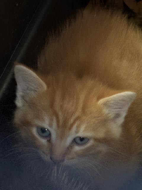 AMAYA - Domestic Short Hair available for adoption