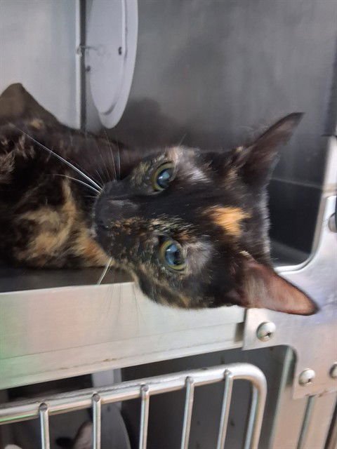 ZURI - Domestic Short Hair available for adoption