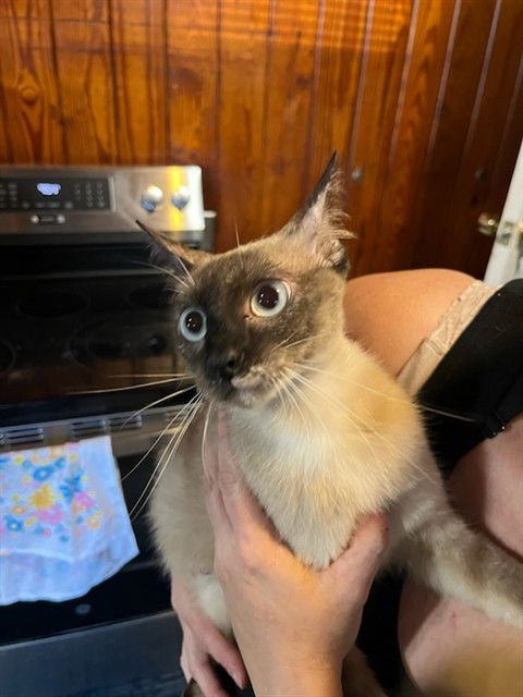 PUMPKIN - Domestic Short Hair available for adoption