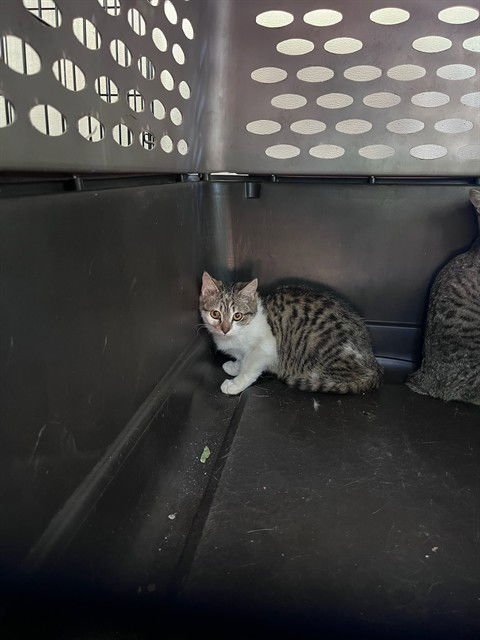 NIBBLES - Domestic Short Hair available for adoption