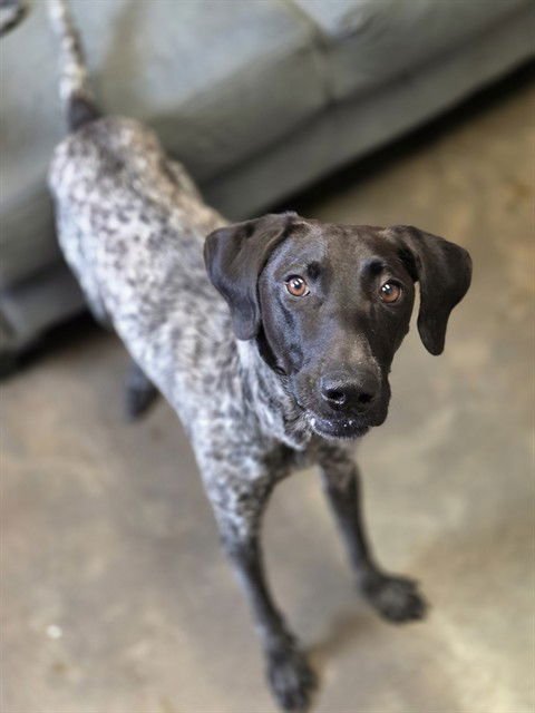 LEGOLAS - German Shorthaired Pointer available for adoption
