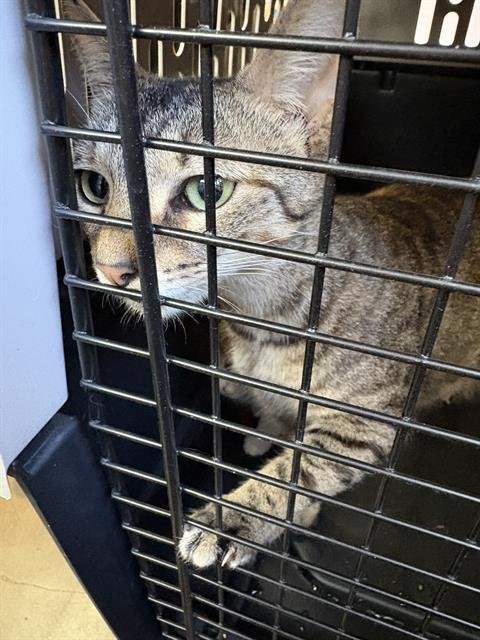 CHALUPA - Domestic Short Hair available for adoption