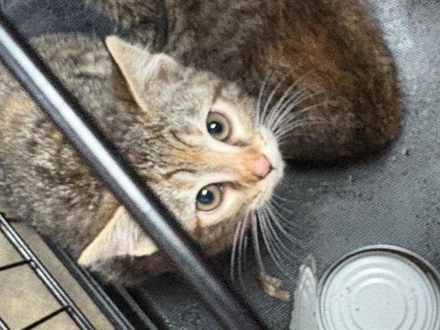 PRINCESS WAFFLES - Domestic Short Hair available for adoption