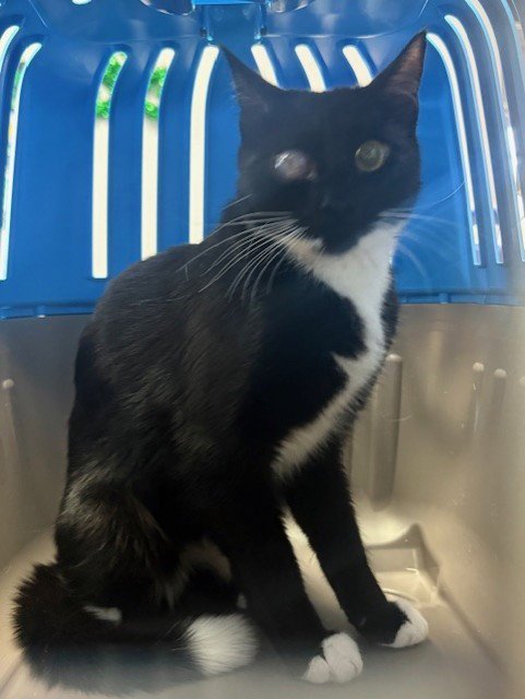 MICHONNE - Domestic Short Hair available for adoption