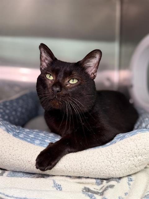 VALERIO - Domestic Short Hair available for adoption