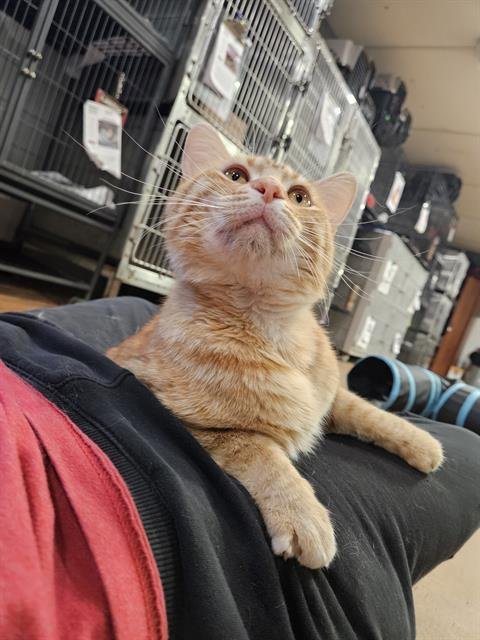 JAMBA JUICE - Domestic Short Hair available for adoption