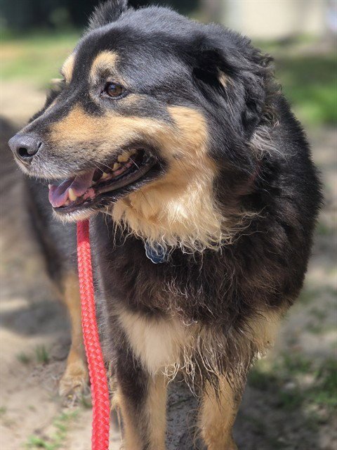 SOBA - German Shepherd Dog available for adoption