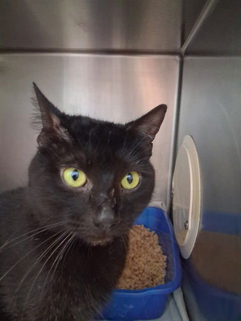 VALEN - Domestic Short Hair available for adoption