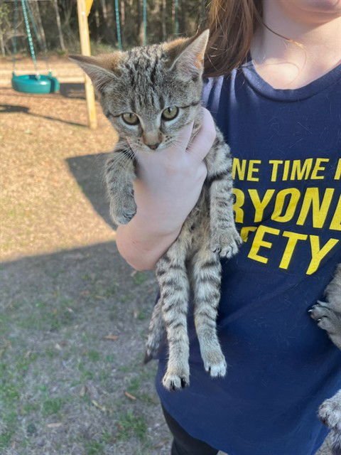 TRUFFLE - Domestic Short Hair available for adoption