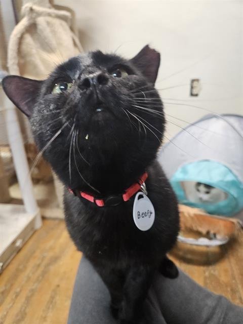 BEEFY - Domestic Short Hair available for adoption