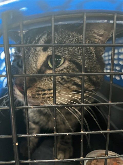 BIG POPPA - Domestic Short Hair available for adoption