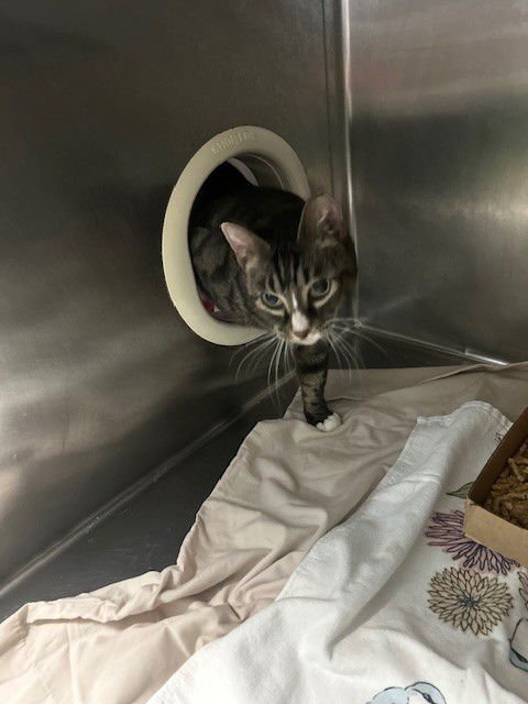 WALLY WAFFLES - Domestic Short Hair available for adoption