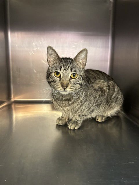 MISTER MAN - Domestic Short Hair available for adoption