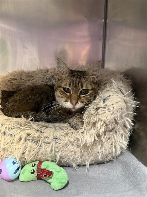 TEMPURRA - Domestic Short Hair available for adoption