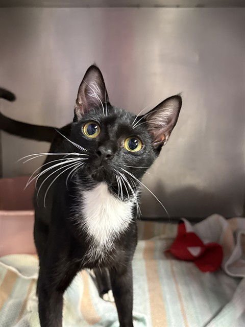 VEDA - Domestic Short Hair available for adoption