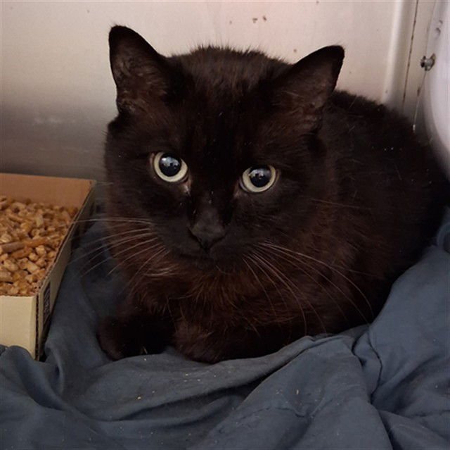 VICTORIA - Domestic Short Hair available for adoption