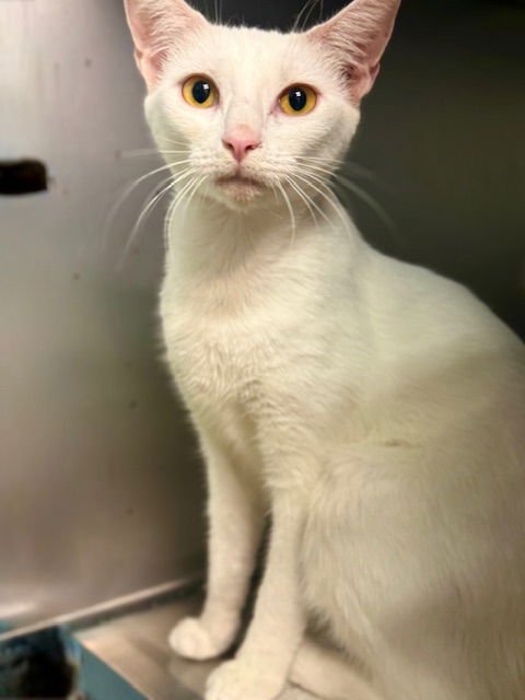 AMOR - Domestic Short Hair available for adoption