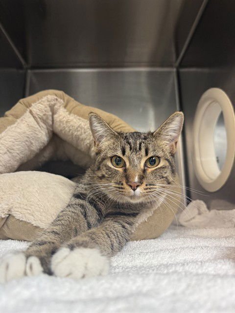 KUROMI - Domestic Short Hair available for adoption