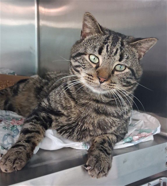 BIG POPPA - Domestic Short Hair available for adoption