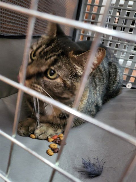 MINGUS POOKIEBUTTS - Domestic Short Hair available for adoption