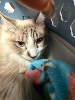 CAPPUCCINO - Domestic Short Hair available for adoption