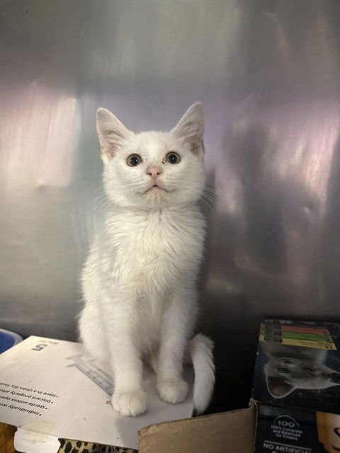 LYSOL - Domestic Short Hair available for adoption