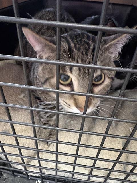 CALIX - Domestic Short Hair available for adoption