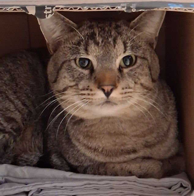 JIMMY - Domestic Short Hair available for adoption