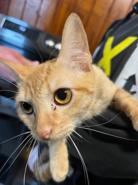 PATTY - Domestic Short Hair available for adoption